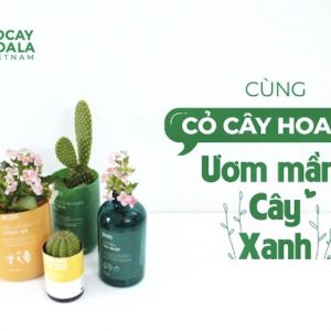 Mỹ phẩm Cỏ Cây Hoa Lá – làm đẹp từ thiên nhiên Việt